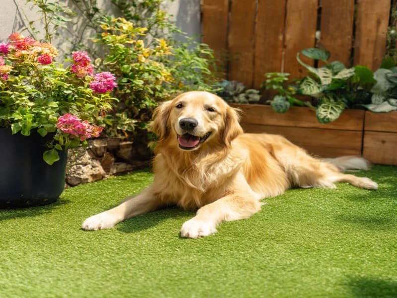 Sztuczna trawa przyjazna zwierzętom