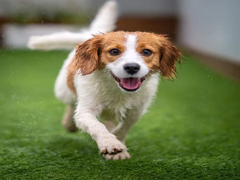 trawa przyjazna zwierzętom