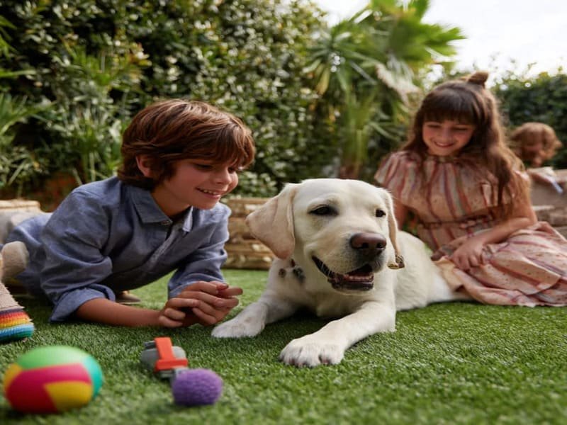 Koszt sztucznej trawy przyjaznej dla zwierząt