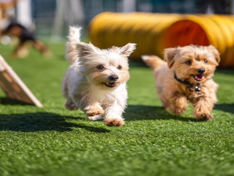 sztuczna trawa przyjazna dla zwierząt