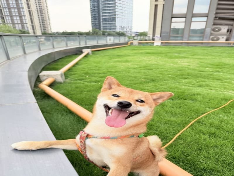 narzędzia do instalacji sztucznej trawy