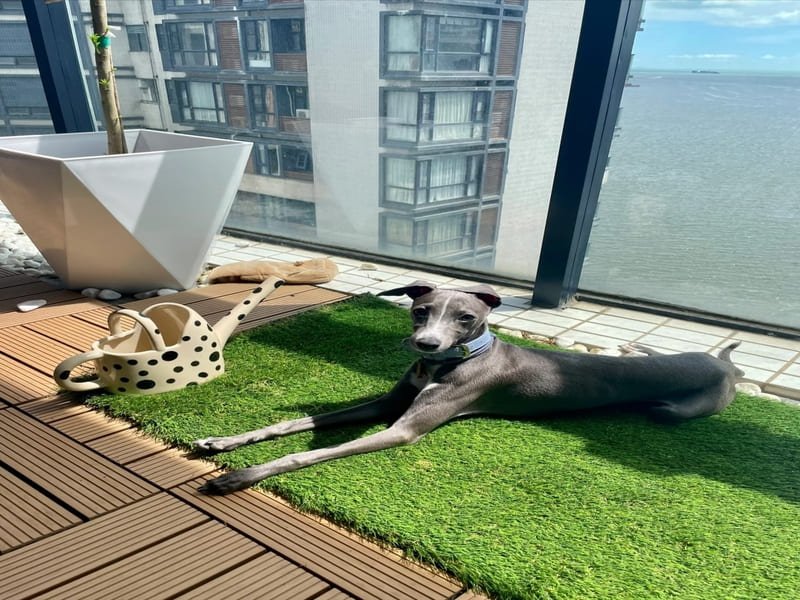 pies bawiący się na sztucznej trawie