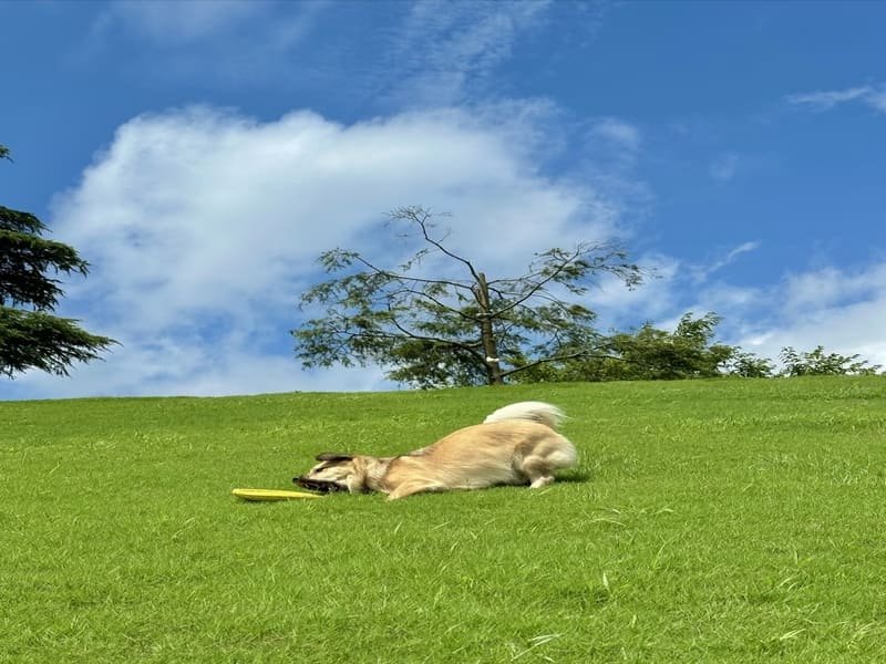Zbliżenie na przyjazny dla zwierząt system drenażu sztucznej trawy