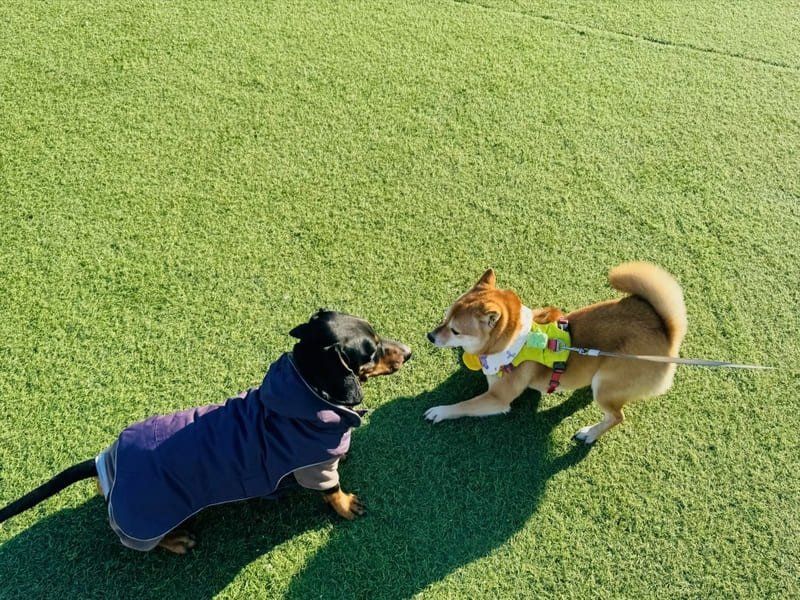 osoba czyszcząca sztuczną trawę za pomocą butelki z rozpylaczem