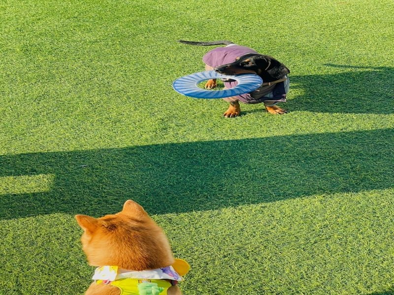 Zbliżenie materiału bazowego z demonstracją drenażu