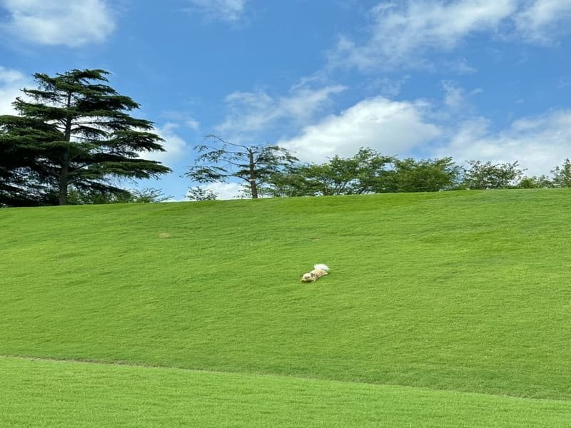 przed i po usunięciu istniejącego trawnika